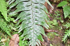 Hymenasplenium excisum