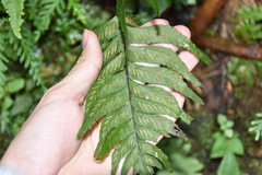 Hymenasplenium excisum