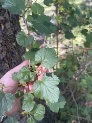 Rubus deliciosus
