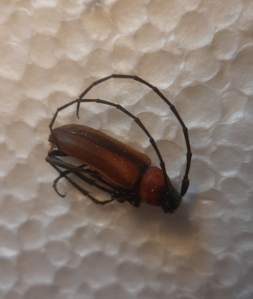Muscidora tumacacorii