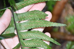 Hymenasplenium excisum