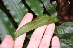 Hymenasplenium excisum