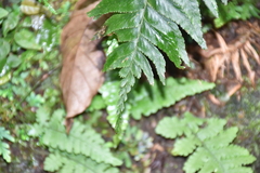 Hymenasplenium excisum