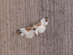 Eupithecia breviculata