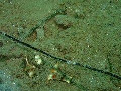 Pleuronichthys