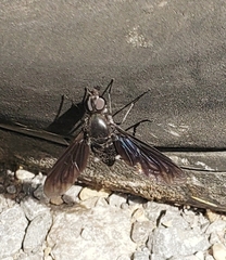 Anthrax aterrimus
