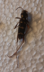 Cotyclytus stillatus