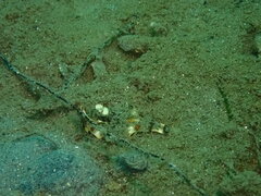 Pleuronichthys