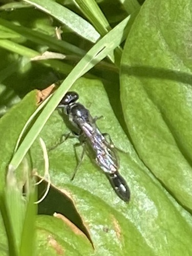 Representative image of Trypoxylon attenuatum