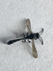 Trypoxylon attenuatum