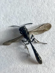 Trypoxylon attenuatum