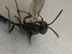 Trypoxylon attenuatum