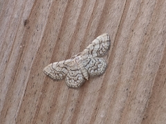 Idaea moniliata
