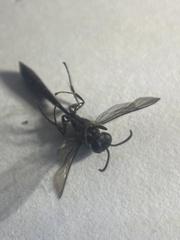 Trypoxylon attenuatum