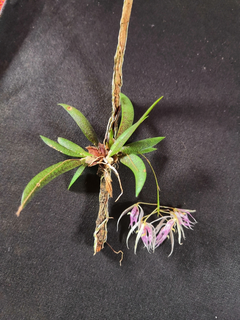 Macroclinium lexarzanum