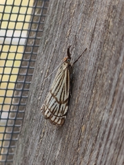 Chrysocramboides craterella