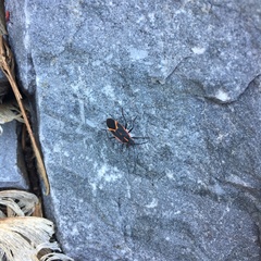 Boisea trivittata