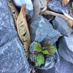 Boisea trivittata
