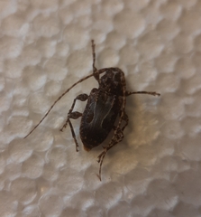 Exalphus biannulatus