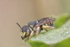 Pseudoanthidium