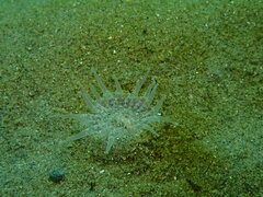 Harenactis attenuata