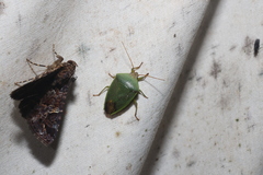 Calcatedessa temnomarginata