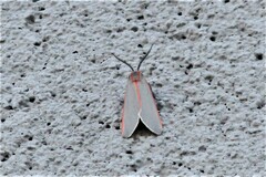 Pygarctia spraguei