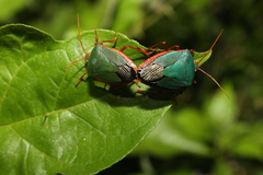 Edessa rufomarginata