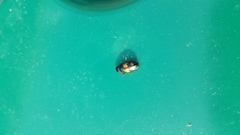 Glischrochilus fasciatus