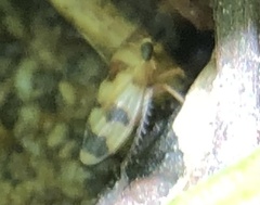 Anoscopus serratulae