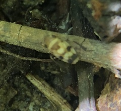 Anoscopus serratulae