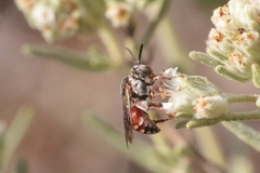 Pasites maculatus