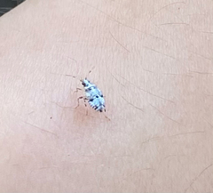 Deraeocoris lutescens