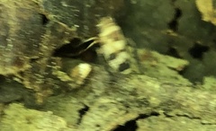 Anoscopus serratulae