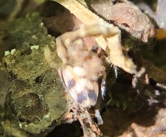 Anoscopus serratulae