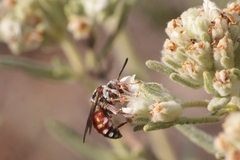 Pasites maculatus