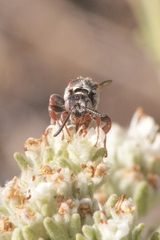 Pasites maculatus