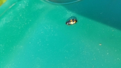 Glischrochilus fasciatus