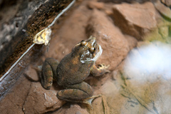 Discoglossus scovazzi