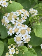 Pericallis malvifolia