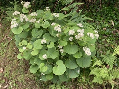Pericallis malvifolia