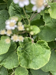 Pericallis malvifolia