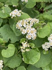 Pericallis malvifolia