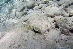 Epinephelus merra