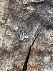 Lepiseodina conspicua