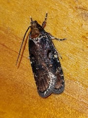 Agonopterix liturosa