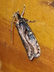 Agonopterix liturosa