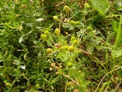 Matricaria discoidea