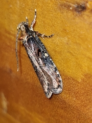 Agonopterix liturosa
