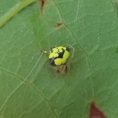 Theridula gonygaster